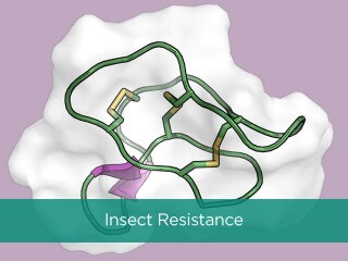 Hexima insect resistance structure